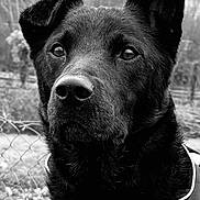 Blaki a rejoint le concours — aidez-le/la à gagner de superbes lots ! dog, black_dog, portrait, outdoor, pet, animal, fence, ear, jacket, fur, closeup, nature, monochrome, canine, watchful, face, muzzle, eyes, nose, background
