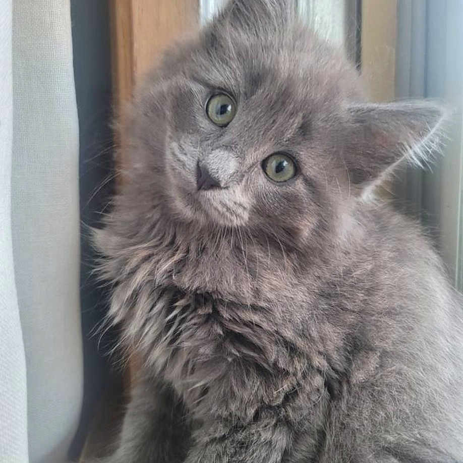Pako
