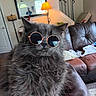 cat, gray_cat, sunglasses, indoor, living_room, furniture, leather_couch, mirror, lamp, whiskers, pet, cute, fluffy, animal, portrait, reflection, cozy, home, relaxed, fashion