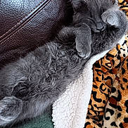 Shadow joined the competition — help win amazing prizes! abyssinian, angora, animal, armchair, blanket, cat, chair, clothing, couch, cushion, fur, furniture, homedecor, kitten, manx, panther, person, pet, siamese, sleeping