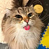 cat, fluffy, long_hair, tongue_out, green_eyes, pet, cute, playful, indoors, close_up, animal, whiskers, feline, fur, adorable, looking_up, soft, mammal, domestic_animal, funny