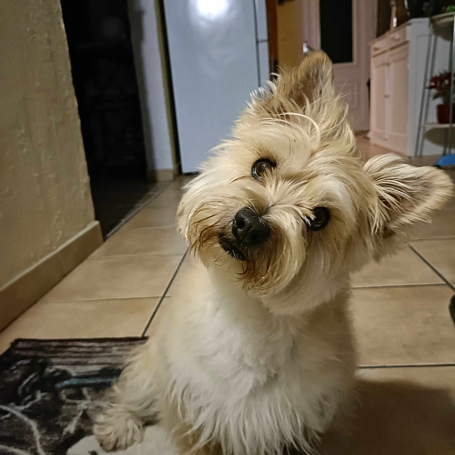 Laïka