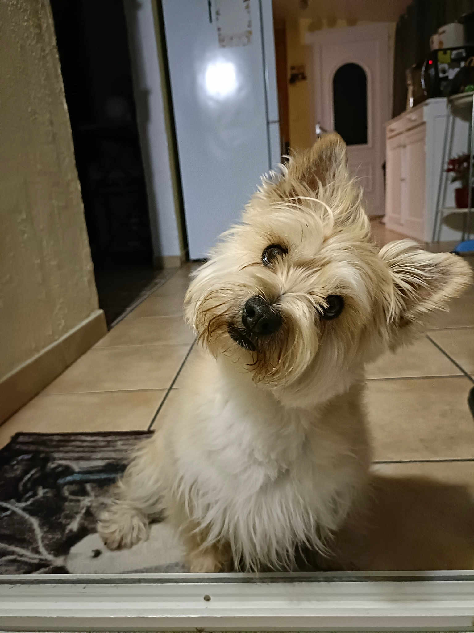 Laïka