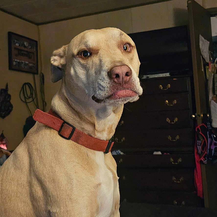 Dobby Leaner joined the competition — help win amazing prizes! animal, blanket, brown, canine, ceiling_fan, collar, dog, door, dressed_room, dresser, floor, furniture, house, indoor, lamp, pet, shadow, sitting, television, wall_art
