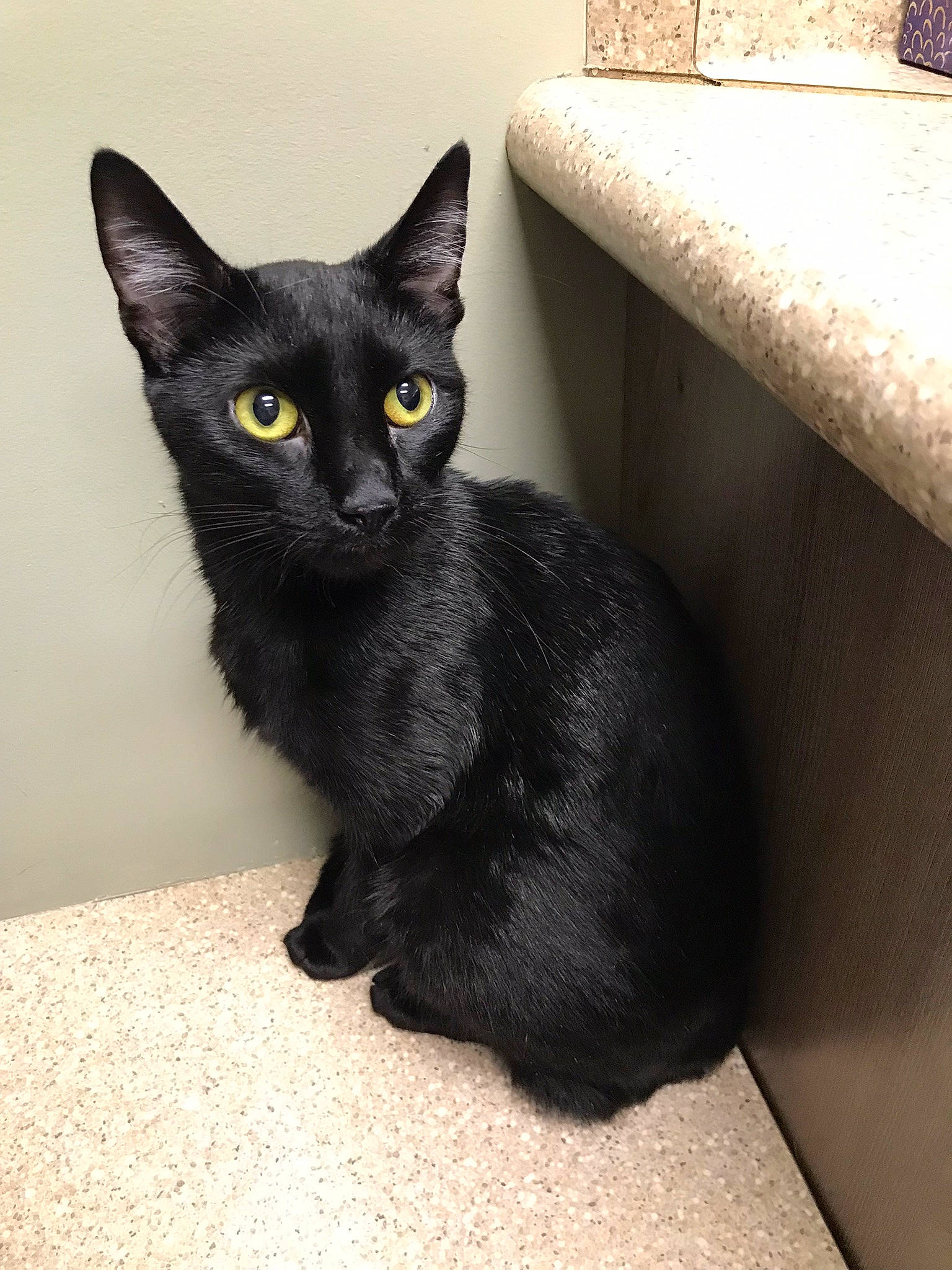 Ghost is registered to the contest to win money with this photo: black_cat, bombay, carnivore, cat, cat_supply, claw, comfort, domestic_short_haired_cat, felidae, fur, grey, havana_brown, iris, paw, pet_supply, small_to_medium_sized_cats, snout, tail, terrestrial_animal, whiskers