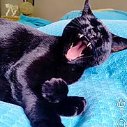 Swahili participe au concours pour gagner de l'argent avec cette photo : cat, black_cat, yawning, open_mouth, sharp_teeth, pink_tongue, pointed_ears, fur, whiskers, lying_down, bed, bedroom, blue_blanket, patterned_fabric, indoor, pet, animal, close_up, social_media, funny_expression
