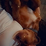 Pup Junior Aka Pj joined the competition — help win amazing prizes! dog, person, lying_down, close_up, cozy, indoor, warm_lighting, face, pet, cuddle, comfort, sparkles, collar, casual_clothing, relaxation, animal, friendship, bonding, resting, snuggle