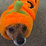 dog, costume, pumpkin, orange, pet, small_dog, carpet, cute, fluffy, animal, indoors, looking_up, brown_dog, halloween, outfit, adorable, furry, wearing_clothes, pet_costume, headgear