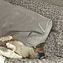 Pup Junior Aka Pj is registered to the contest to win money with this photo: dog, leopard_print, couch, blanket, resting, indoor, pet, canine, sleepy, fur, paw, relaxation, domestic_animal, comfort, home, animal, laying_down, snuggle, cozy, soft
