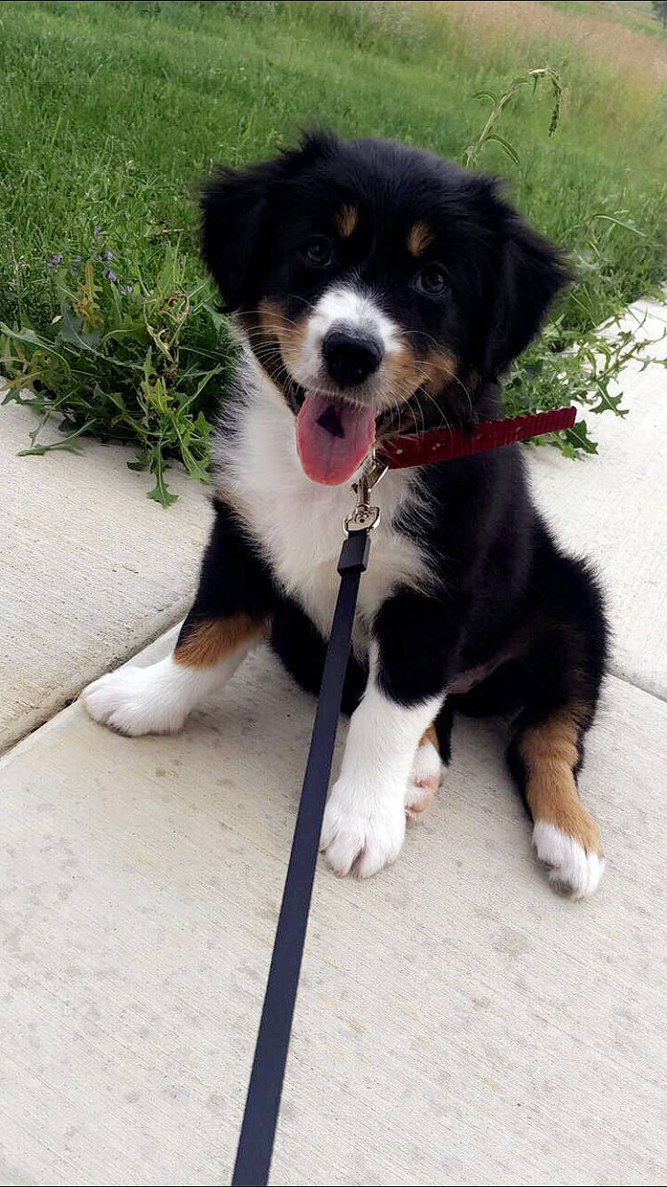 Lilly joined the competition — help win amazing prizes! australian_collie, australian_shepherd, bernese_mountain_dog, border_collie, canidae, carnivore, collar, companion_dog, dog, dog_breed, dog_collar, grass, herding_dog, leash, plant, snout, sporting_group, tail, working_animal, working_dog