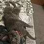 animal, blanket, camo_pattern, carpet, cat, collar, cozy, curious, foot, fur, gray_cat, home, indoor, lying_down, person, pet, relaxing, sofa, upside_down, yellow_eyes