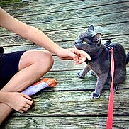 Kat joined the competition — help win amazing prizes! cat, grey_cat, leash, child, hand, legs, socks, wooden_deck, outdoor, pet, scratching, green_eyes, sitting, casual, relaxation, interaction, animal, domestic_cat, playful, nature