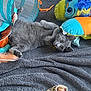 Kitten joined the competition — help win amazing prizes! cat, gray_cat, plush_toys, blanket, toy_tunnel, indoor, pet, playful, cozy, feline, curious, soft_texture, colorful, relaxed, animal, cute, resting, whiskers, ears, paws