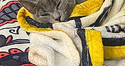Kitten joined the competition — help win amazing prizes! animal, black, blanket, cat, comfort, cozy, cute, feline, fluffy, gray_cat, indoor, nap, patterned_bedspread, pet, red, relaxed, resting, sleepy, soft, yellow