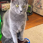 Kitten is registered to the contest to win money with this photo: cat, gray_cat, yellow_eyes, table, wooden_table, living_room, carpet, bucket, couch, floral_pattern, pet, indoor, feline, animal, curious, sitting, household, domestic, furniture, cozy