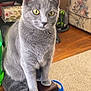 cat, gray_cat, yellow_eyes, table, wooden_table, living_room, carpet, bucket, couch, floral_pattern, pet, indoor, feline, animal, curious, sitting, household, domestic, furniture, cozy