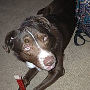 Maverick joined the competition — help win amazing prizes! dog, brown_dog, pet, indoor, carpet, toy, chew_toy, looking_up, curious, white_patch, animal, mammal, floor, domestic_animal, ears, snout, paws, blanket, backpack, home