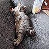 cat, kitten, tabby, striped_fur, sleepy, lounging, upside_down, sofa, couch, indoor, living_room, pet, animal, relaxed, playful, toy_string, raised_paw, gray_fur, furniture, home