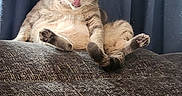 Buttercup is registered to the contest to win money with this photo: cat, feline, pet, animal, sitting, lounging, belly, paws, toe_beans, tongue_out, green_eyes, tabby, fur, whiskers, ears, couch, fabric, curtain, indoor, portrait
