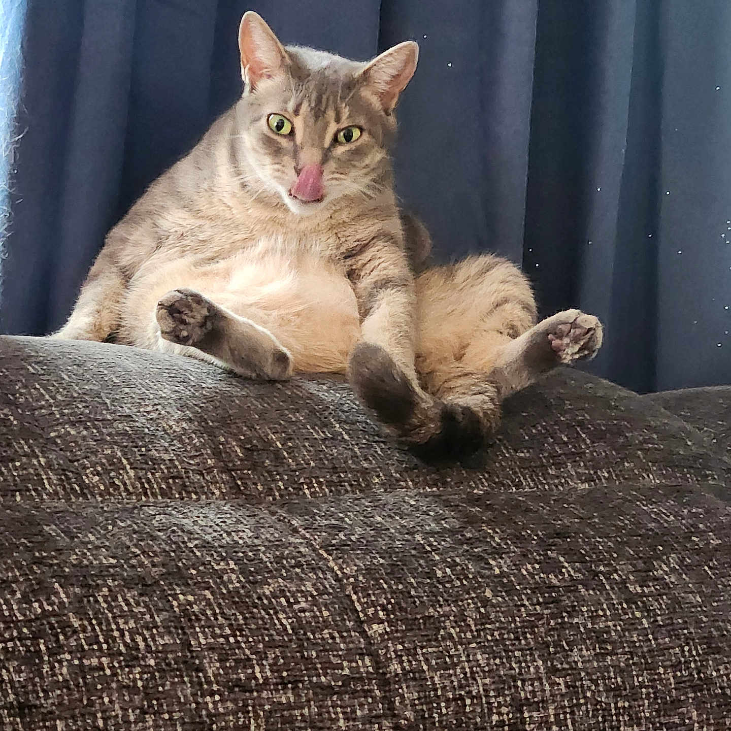 Buttercup is registered to the contest to win money with this photo: cat, feline, pet, animal, sitting, lounging, belly, paws, toe_beans, tongue_out, green_eyes, tabby, fur, whiskers, ears, couch, fabric, curtain, indoor, portrait