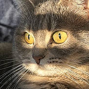 Izzy a rejoint le concours — aidez-le/la à gagner de superbes lots ! cat, close_up, yellow_eyes, whiskers, fur, sunlight, pet, animal, mammal, portrait, feline, domestic_cat, face, looking, alert, indoor, soft_light, texture, cute, tabby