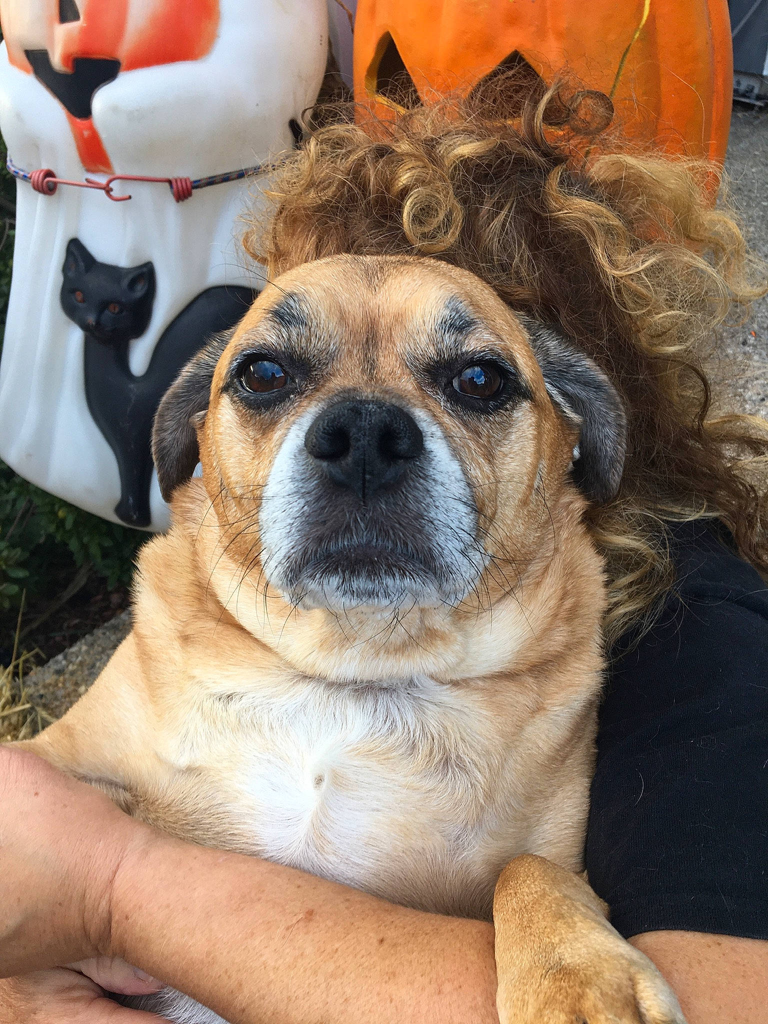 Sebby is registered to the contest to win money with this photo: ancient_dog_breeds, canidae, carmine, carnivore, companion_dog, dog, dog_breed, fawn, fur, grass, guard_dog, non_sporting_group, plant, sporting_group, terrestrial_animal, toy_dog, whiskers, working_animal, working_dog, wrinkle