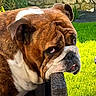 animal, brown, bulldog, chair, closeup, dog, expression, face, fur, grass, lazy, outdoor, pet, portrait, resting, stone_wall, sunlight, white, wicker, wrinkles