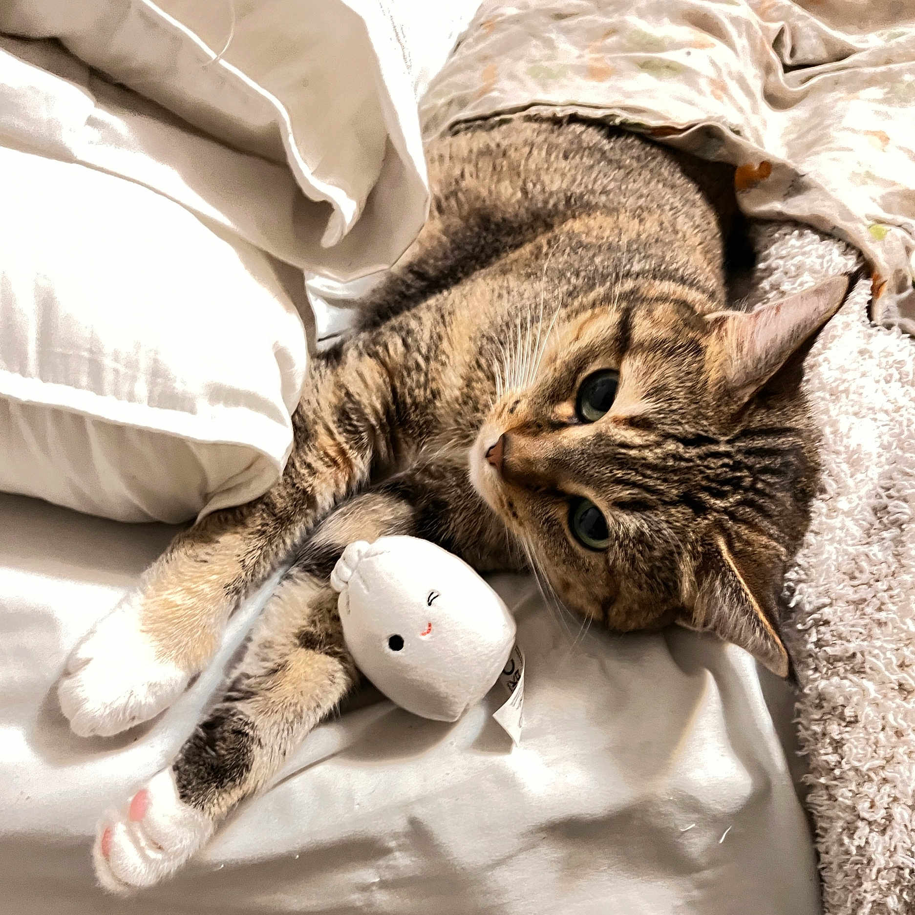 Kova is registered to the contest to win money with this photo: animal, bed, blanket, cat, comfort, cozy, cuddly, cute, domestic_animal, fur, indoor, paws, pet, plush_toy, relaxed, resting, sleeping, soft_toys, tabby_cat, whiskers