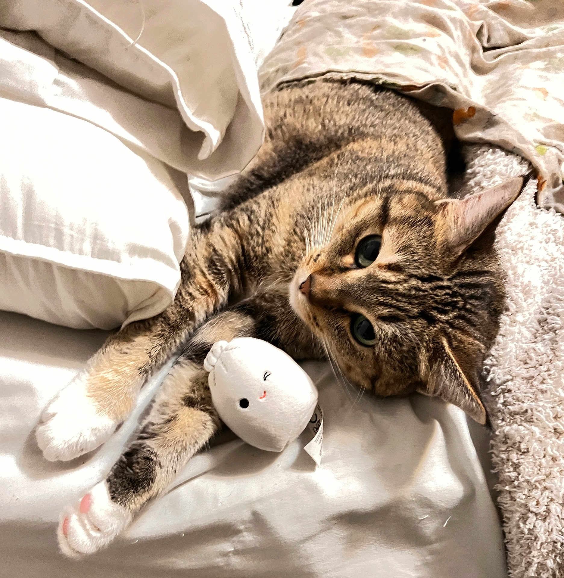 Kova is registered to the contest to win money with this photo: cat, tabby_cat, pet, bed, blanket, plush_toy, soft_toys, sleeping, cozy, relaxed, whiskers, paws, fur, cute, indoor, resting, animal, domestic_animal, comfort, cuddly