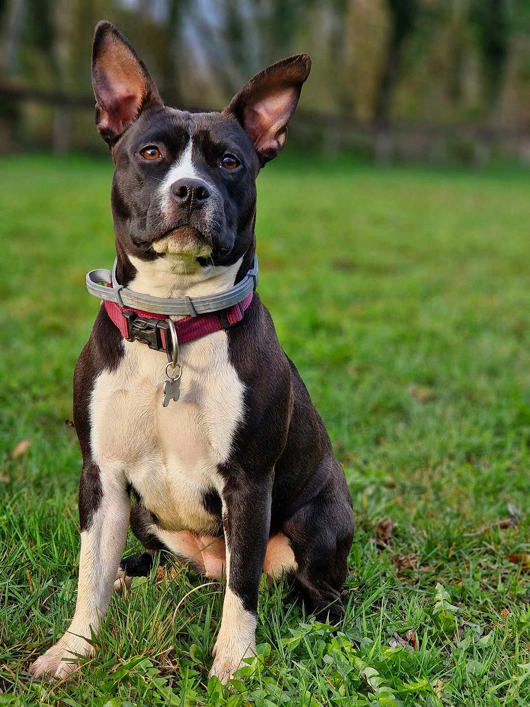 Una participe au concours pour gagner de l'argent avec cette photo : dog, black_and_white, collar, tag, ears, grass, outdoor, pet, animal, sitting, nature, canine, fur, alert, portrait, muzzle, paw, background_blur, daylight, field