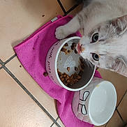 Caline participe au concours pour gagner de l'argent avec cette photo : carnivore, cat, cat_supply, coffee_cup, cup, dishware, drinkware, fawn, felidae, food, pet_food, pet_supply, pink, serveware, small_to_medium_sized_cats, snout, tableware, teacup, whiskers, white