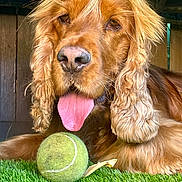 Sunny a rejoint le concours — aidez-le/la à gagner de superbes lots ! dog, golden_retriever, tennis_ball, grass, tongue, pet, animal, playing, fur, ears, outdoor, closeup, cute, canine, tongue_out, muzzle, nose, resting, background, wood