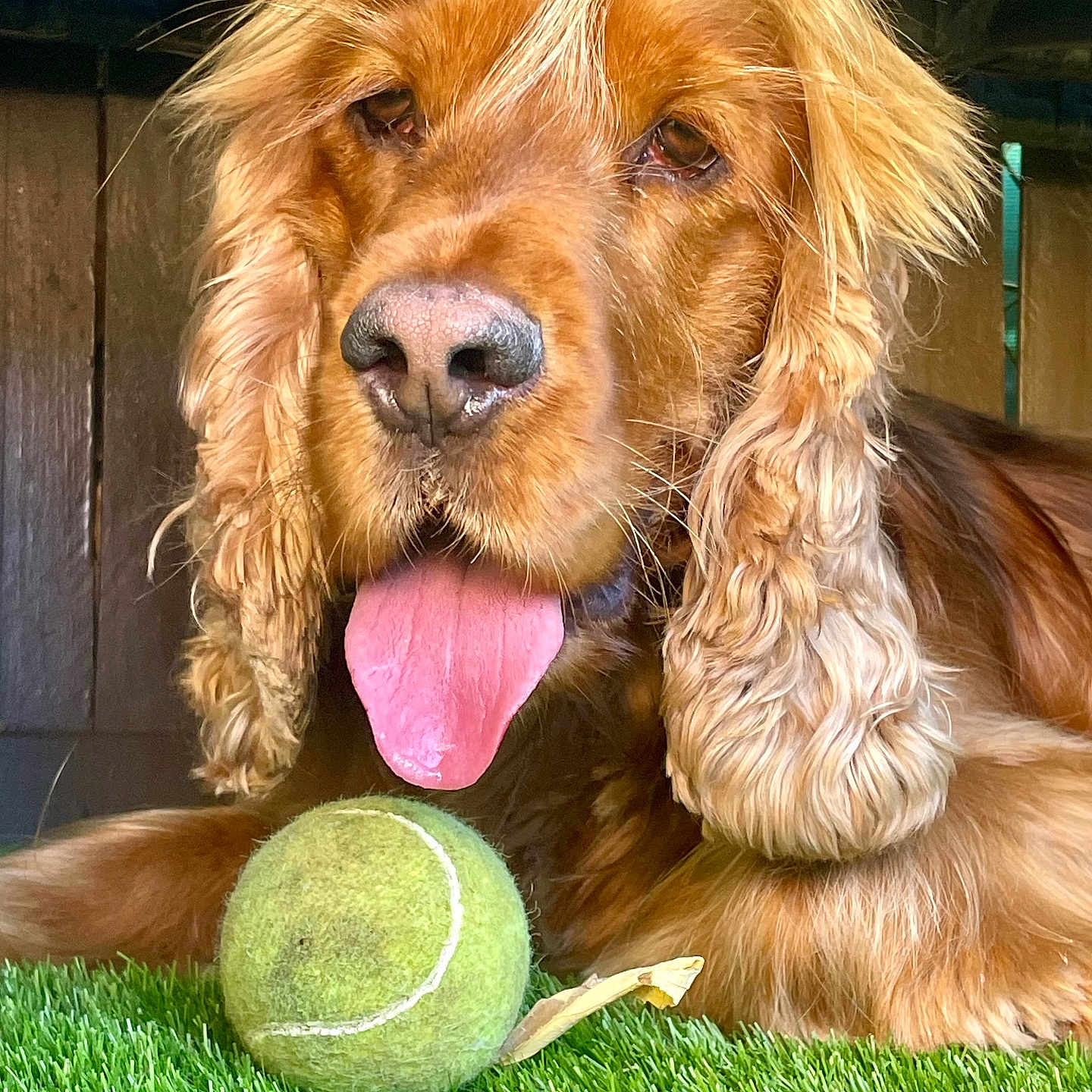 Sunny a rejoint le concours — aidez-le/la à gagner de superbes lots ! animal, background, canine, closeup, cute, dog, ears, fur, golden_retriever, grass, muzzle, nose, outdoor, pet, playing, resting, tennis_ball, tongue, tongue_out, wood