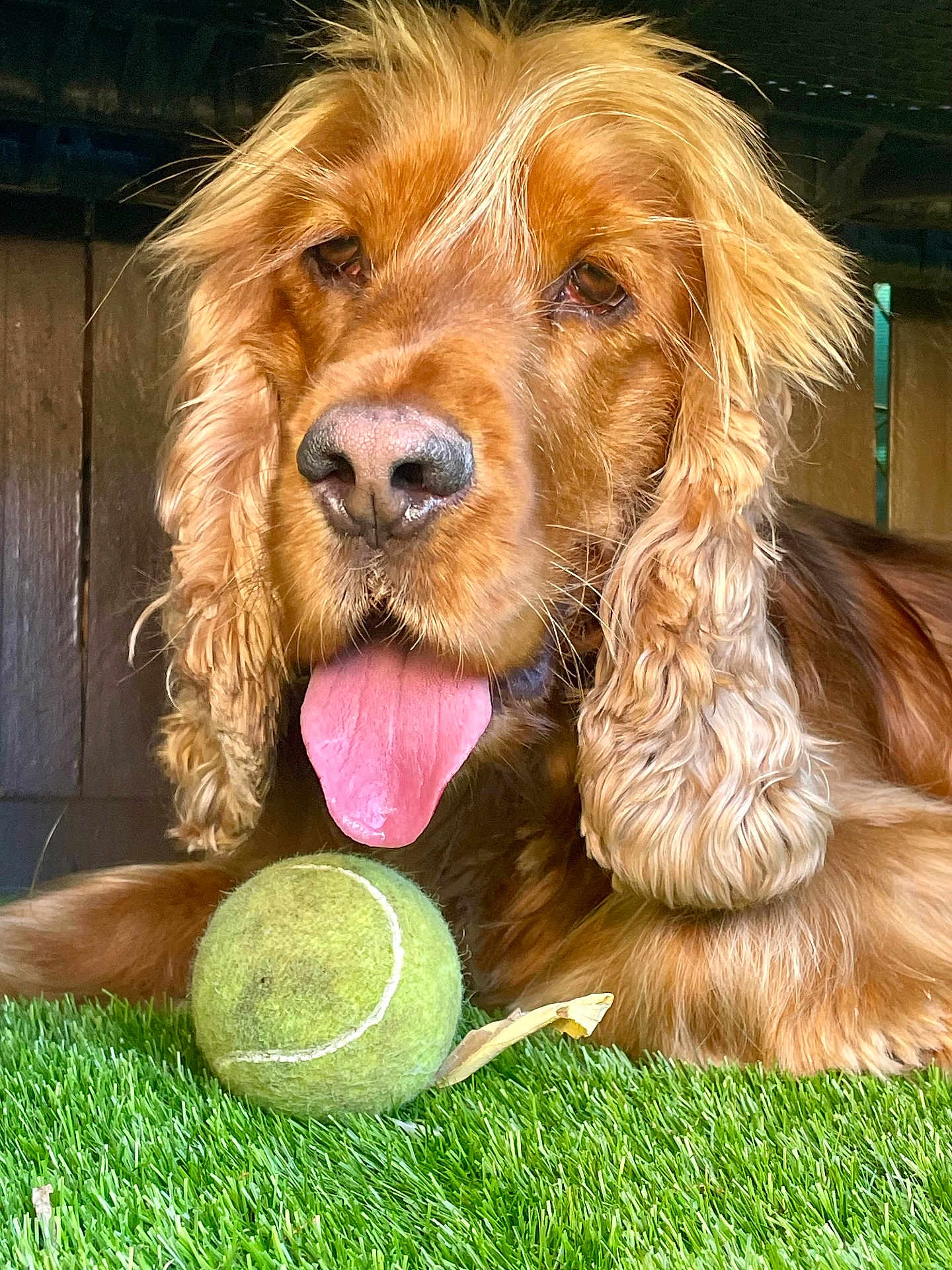 Sunny a rejoint le concours — aidez-le/la à gagner de superbes lots ! dog, golden_retriever, tennis_ball, grass, tongue, pet, animal, playing, fur, ears, outdoor, closeup, cute, canine, tongue_out, muzzle, nose, resting, background, wood