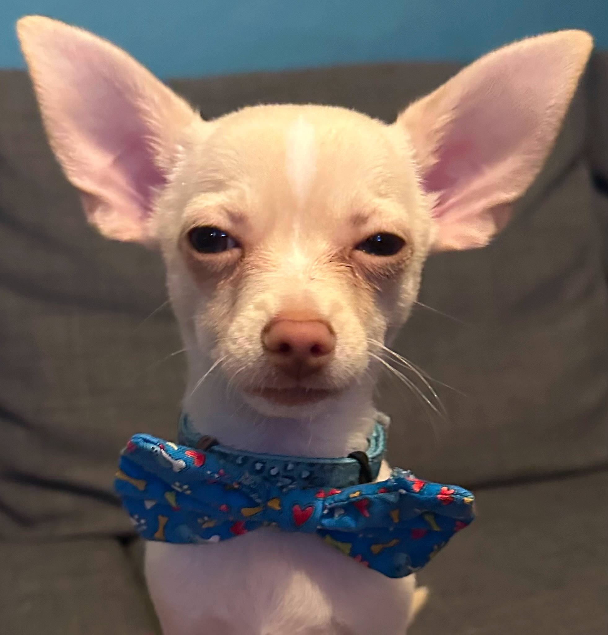 Bruiser is registered to the contest to win money with this photo: canidae, carnivore, companion_dog, corgi_chihuahua, dog, dog_breed, dog_supply, ear, electric_blue, eye, eyelash, fawn, fur, non_sporting_group, pattern, snout, terrestrial_animal, toy_dog, whiskers, working_animal