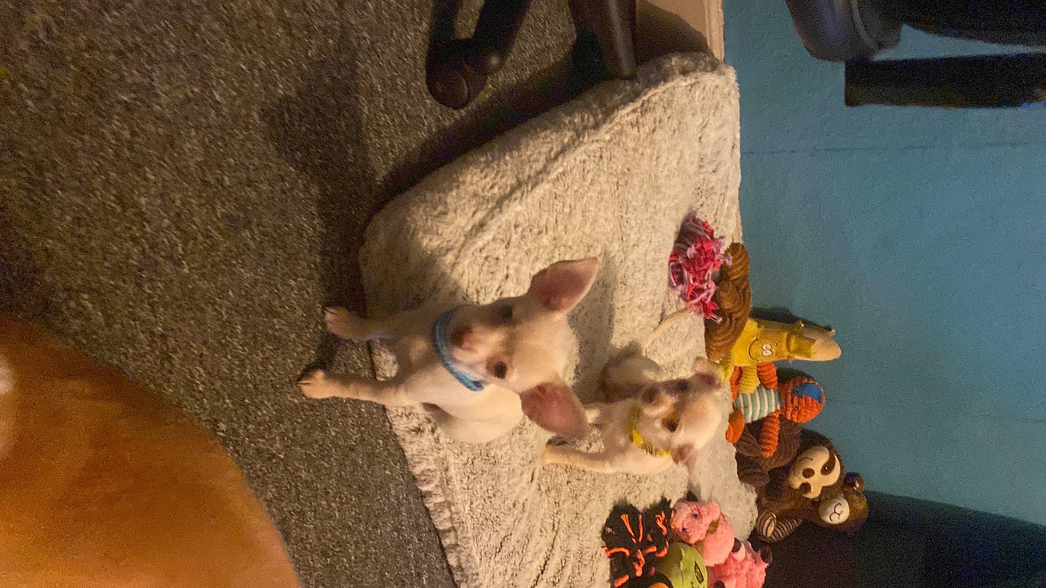 Bruiser joined the competition — help win amazing prizes! companion_dog, dog_breed, fawn, felidae, flooring, fur, linens, plant, room, small_to_medium_sized_cats, stuffed_toy, tail, teddy_bear, toy, toy_dog, wood