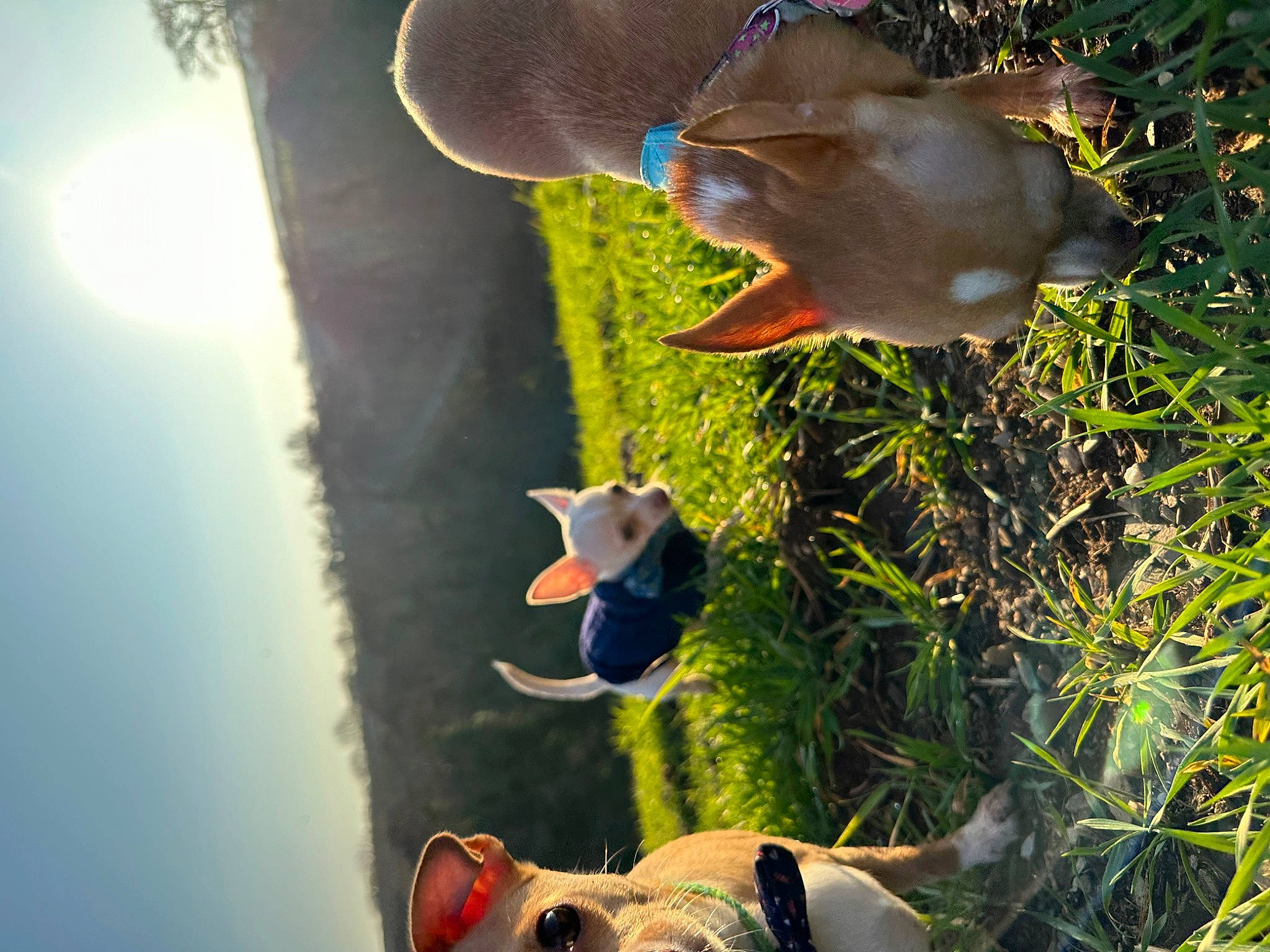 Bruiser joined the competition — help win amazing prizes! adventure, fun, glasses, grass, green, hat, landscape, leaf, leisure, light, mammal, organism, people_in_nature, plant, sky, sunglasses, sunlight, tree, wood, yellow