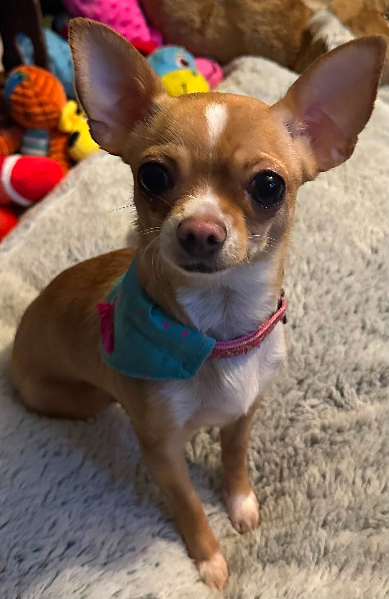 Duchess joined the competition — help win amazing prizes! canidae, carnivore, chihuahua, collar, companion_dog, dog, dog_breed, dog_clothes, dog_collar, dog_supply, fawn, fur, hat, leash, party_hat, snout, sporting_group, toy_dog, whiskers, working_animal