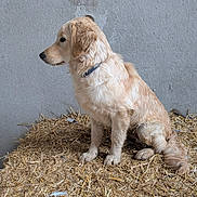 Arès a rejoint le concours — aidez-le/la à gagner de superbes lots ! dog, puppy, golden_retriever, sitting, straw, hay, concrete_wall, side_view, collar, young_dog, animal, cute, pet, fur, outdoor, still, looking_away, domestic_animal, companion, calm