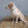 dog, puppy, golden_retriever, sitting, straw, hay, concrete_wall, side_view, collar, young_dog, animal, cute, pet, fur, outdoor, still, looking_away, domestic_animal, companion, calm