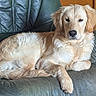 Arès a rejoint le concours — aidez-le/la à gagner de superbes lots ! dog, golden_retriever, puppy, pet, animal, fur, leather_chair, indoor, resting, cute, canine, mammal, companion, relaxed, seat, portrait, young_dog, fur_texture, four_legged, domestic_animal