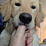 dog, golden_retriever, close_up, pet, animal, hand, indoor, fur, canine, mouth, whiskers, nose, ears, light, expression, friendly, domestic, portrait, interaction, companion
