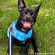 Paco is registered to the contest to win money with this photo: dog, black_dog, pet, animal, grass, outdoors, park, sitting, harness, leash, blue_harness, tongue_out, open_mouth, happy, smiling, upright_ears, short_hair, portrait, close_up, daylight
