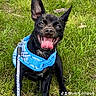 animal, black_dog, blue_harness, close_up, daylight, dog, grass, happy, harness, leash, open_mouth, outdoors, park, pet, portrait, short_hair, sitting, smiling, tongue_out, upright_ears