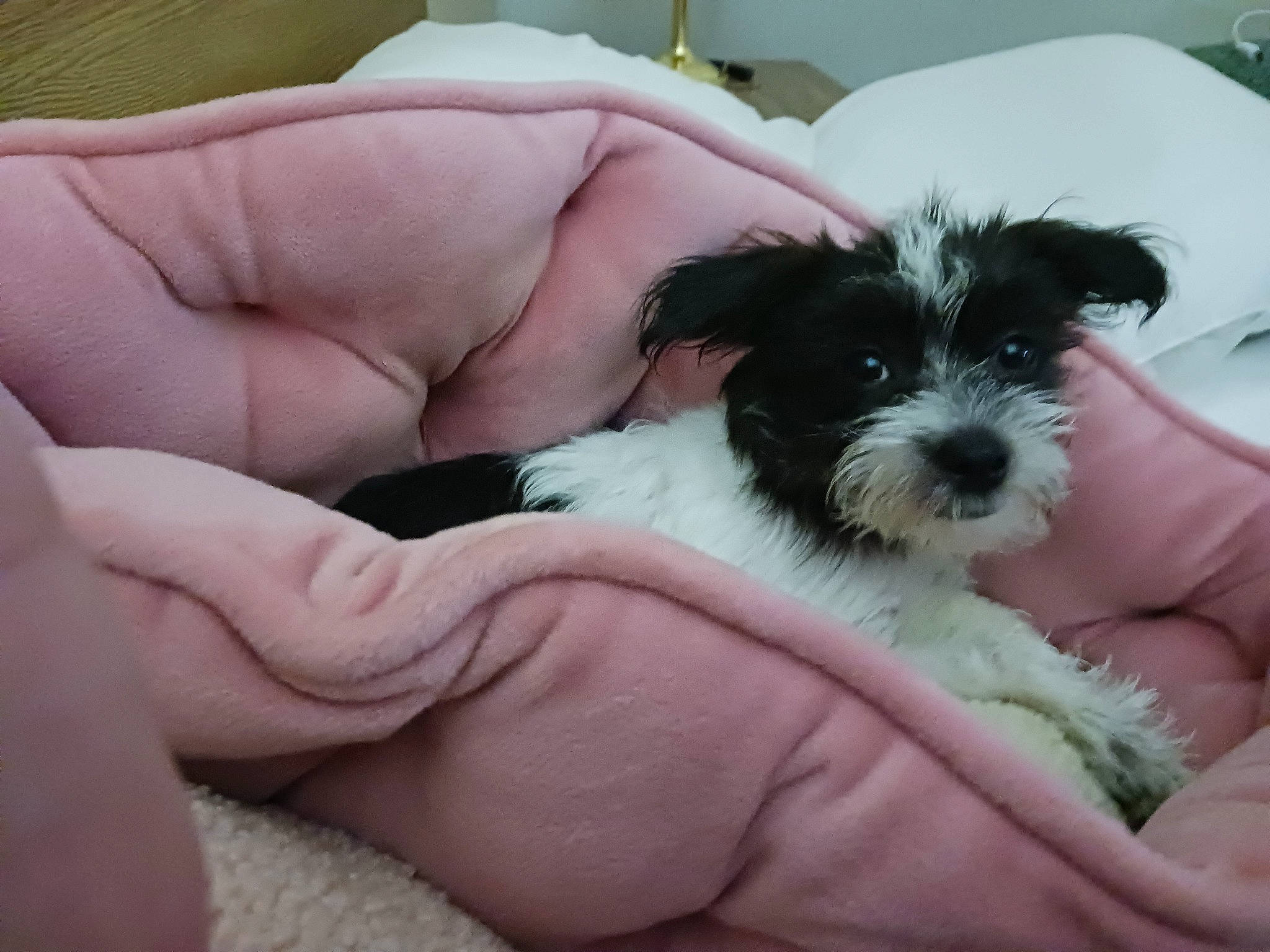 Rosie joined the competition — help win amazing prizes! canidae, carnivore, comfort, companion_dog, dog, dog_breed, mal_shi, maltepoo, non_sporting_group, shih_poo, small_terrier, snout, sporting_group, terrier, toy_dog, water_dog, working_animal