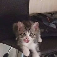 Fripouille participe au concours pour gagner de l'argent avec cette photo : animal, blurry, cat, chair, cute, domestic_cat, feline, furniture, household, indoor, kitten, looking_at_camera, pet, playful, relaxed, resting, tabby, tongue_out, white_paw, young_cat