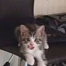 animal, blurry, cat, chair, cute, domestic_cat, feline, furniture, household, indoor, kitten, looking_at_camera, pet, playful, relaxed, resting, tabby, tongue_out, white_paw, young_cat