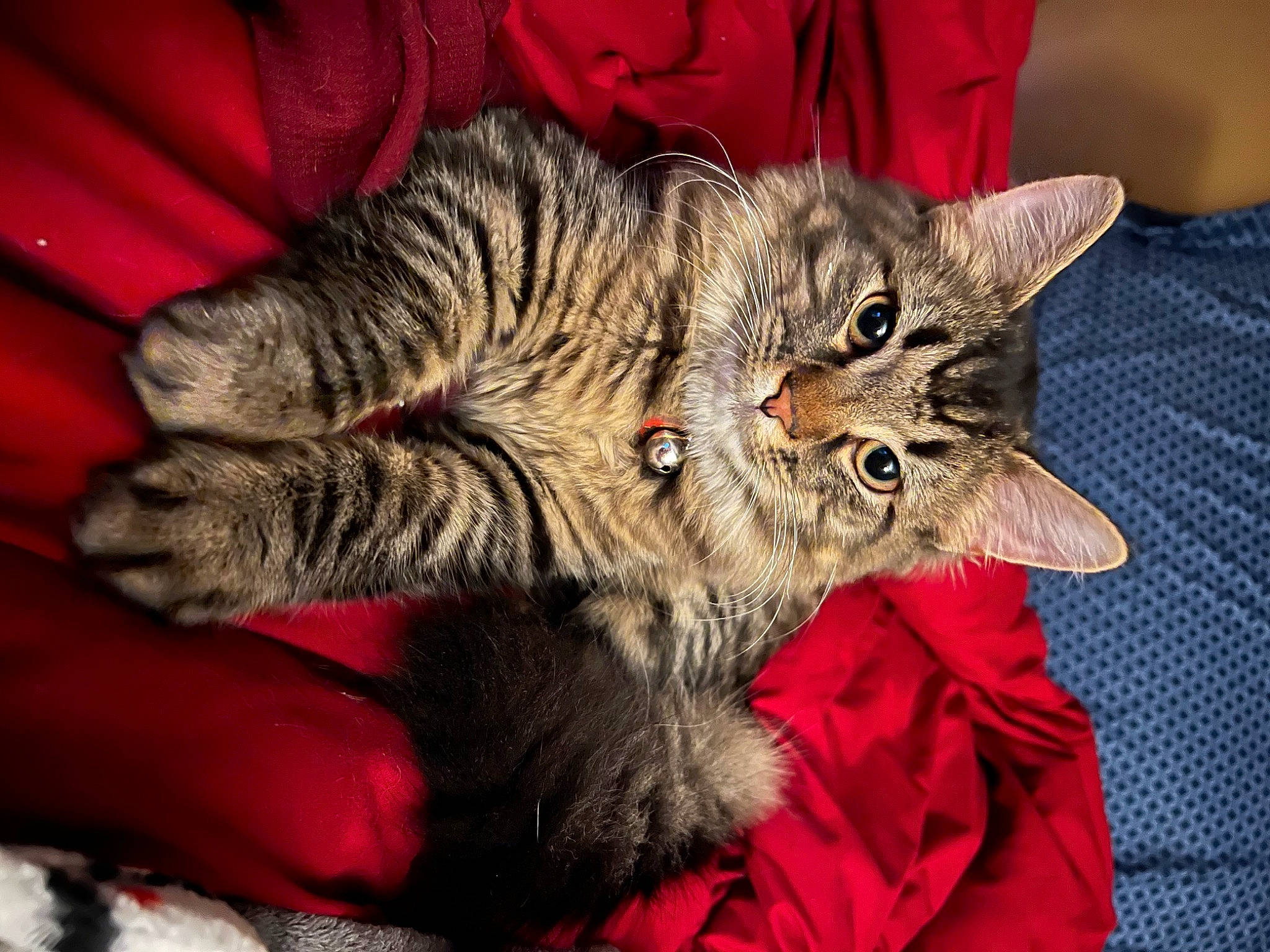 Oscar joined the competition — help win amazing prizes! bed, carnivore, cat, claw, comfort, domestic_short_haired_cat, ear, felidae, fur, gesture, paw, small_to_medium_sized_cats, snout, tail, whiskers