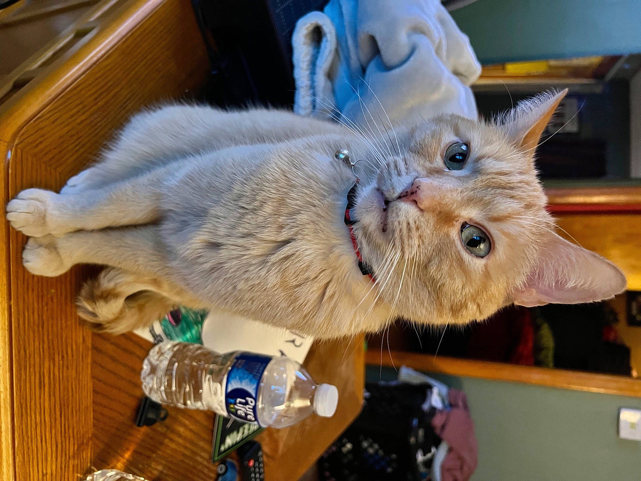 Garfield joined the competition — help win amazing prizes! bottle, carnivore, cat, claw, domestic_short_haired_cat, fawn, felidae, fur, russian_blue, small_to_medium_sized_cats, snout, tail, whiskers, wood