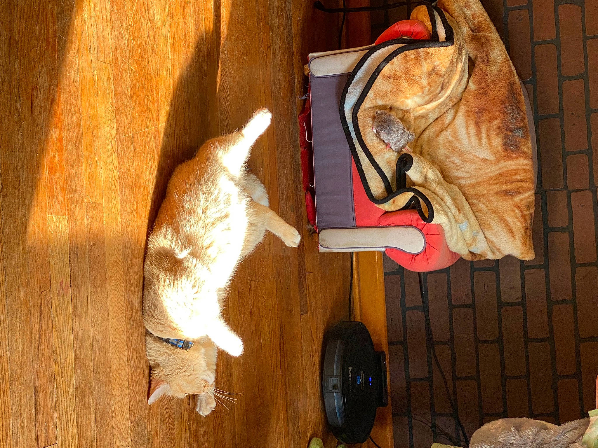 Garfield joined the competition — help win amazing prizes! art, brown, carnivore, cat, door, fawn, felidae, flooring, hardwood, orange, plywood, room, small_to_medium_sized_cats, tail, textile, tints_and_shades, varnish, window, wood, wood_stain